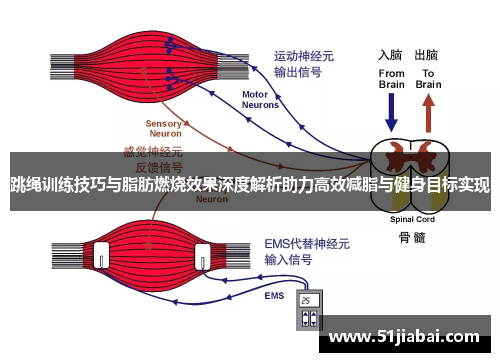 跳绳训练技巧与脂肪燃烧效果深度解析助力高效减脂与健身目标实现